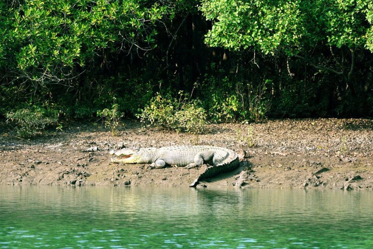 Bhitarkanika National park1